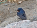 Barn Swallow
