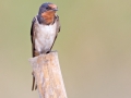 Barn Swallow