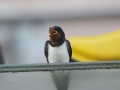 Barn Swallow