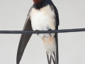 Barn Swallow
