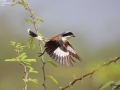 Bay-backed Shrike