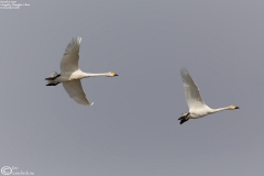 Bewick's Swan