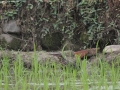 Black Bittern