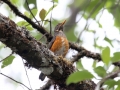 Black-breasted Thrush