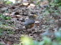Black-breasted Thrush