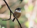 Black-browed Tit