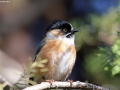 Black-browed Tit