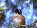 Black-browed Tit