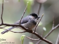 Black-browed Tit