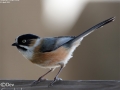 Black-browed Tit