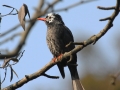Black Bulbul