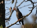 Black Bulbul