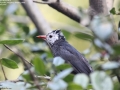Black Bulbul