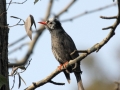 Black Bulbul