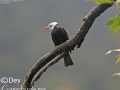 Black Bulbul