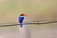 Black-capped Kingfisher