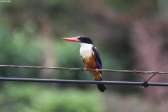 Black-capped Kingfisher
