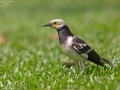 Black-collared Starling