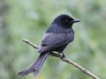 Black Drongo