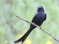 Black Drongo