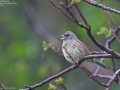 Black-faced Bunting