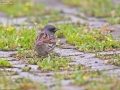 Black-faced Bunting