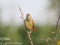 Black-faced Bunting