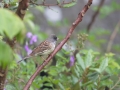 Black-faced Bunting