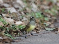 Black-faced Bunting