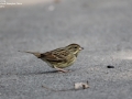 Black-faced Bunting