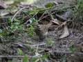 Black-faced Bunting