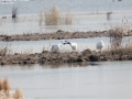 Black-faced Spoonbill