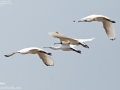 Black-faced Spoonbill