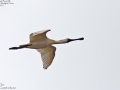 Black-faced Spoonbill