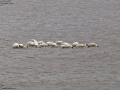 Black-faced Spoonbill