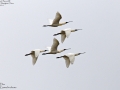 Black-faced Spoonbill