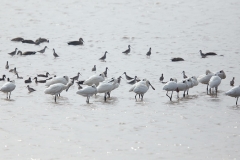 Black-faced Spoonbill