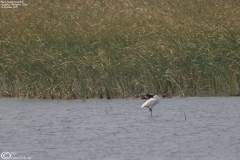 Black-faced Spoonbill