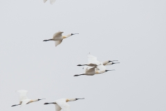 Black-faced Spoonbill