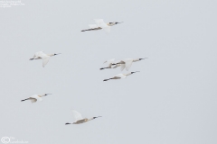 Black-faced Spoonbill