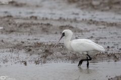 Black-faced Spoonbill