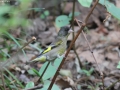 Black-headed Greenfinch