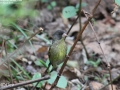 Black-headed Greenfinch