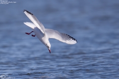 Black-headed Gull