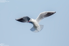 Black-headed Gull