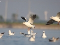 Black-headed Gull