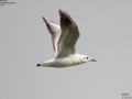 Black-headed Gull