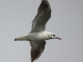 Black-headed Gull