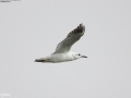 Black-headed Gull