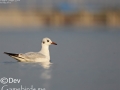 Black-headed Gull